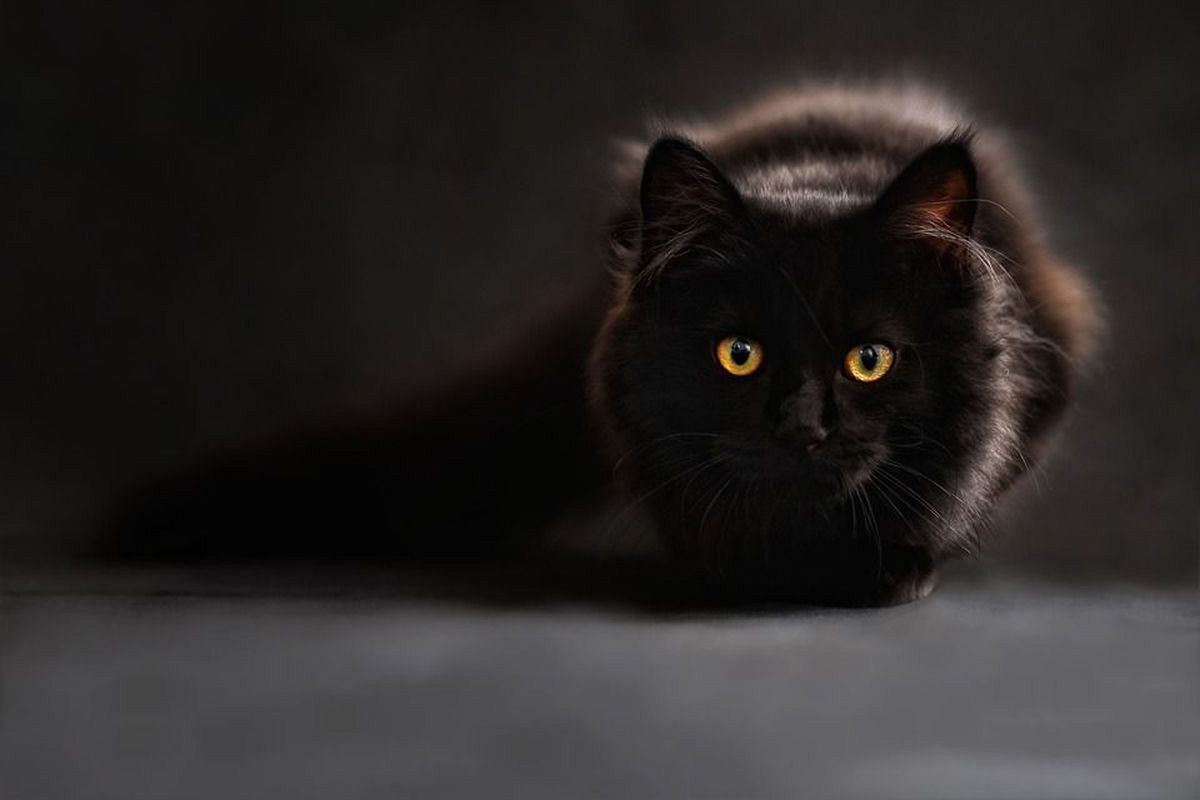 黒猫の夢は何を意味している？