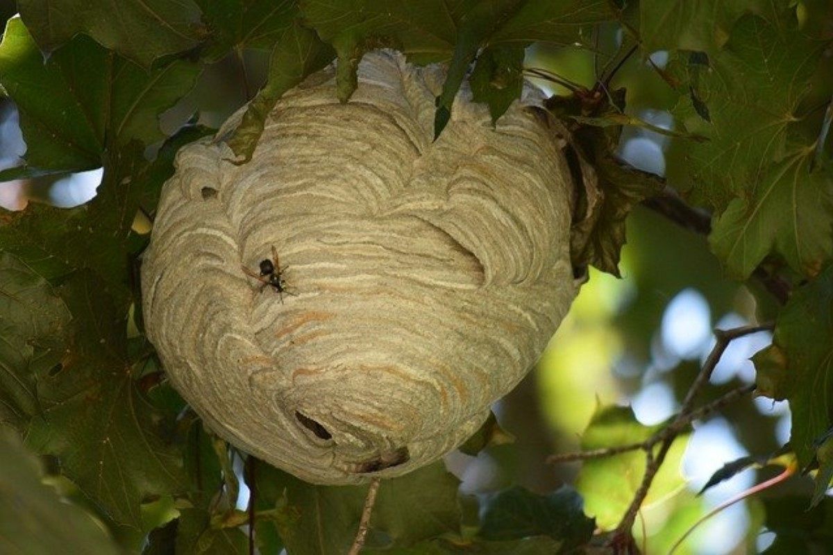 蜂の巣の夢は何を暗示している？
