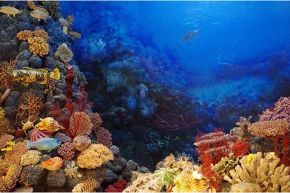夢占い・夢診断│珊瑚の夢は何を暗示している？