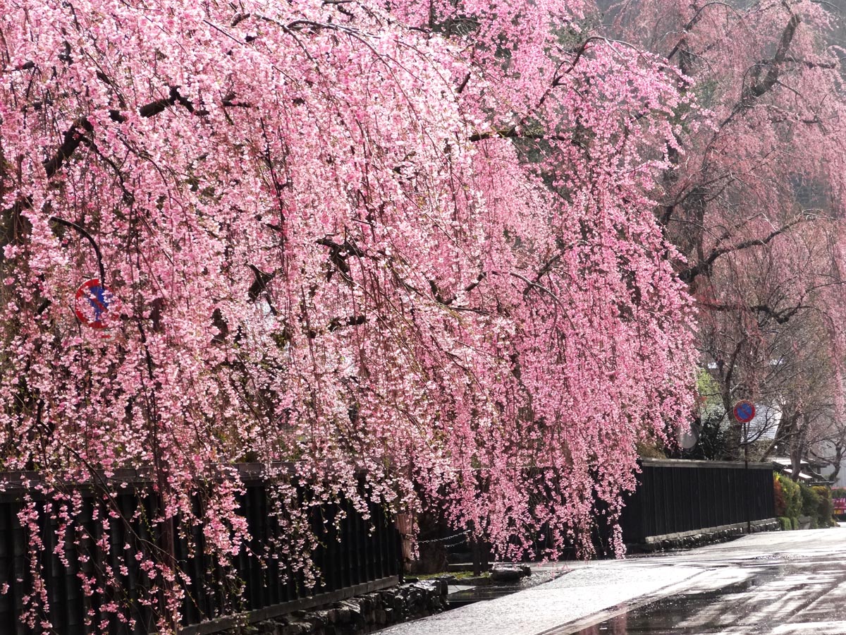好きな桜でわかるメンタル疲れの癒し方（photo by Takayama 無断転載禁止）
