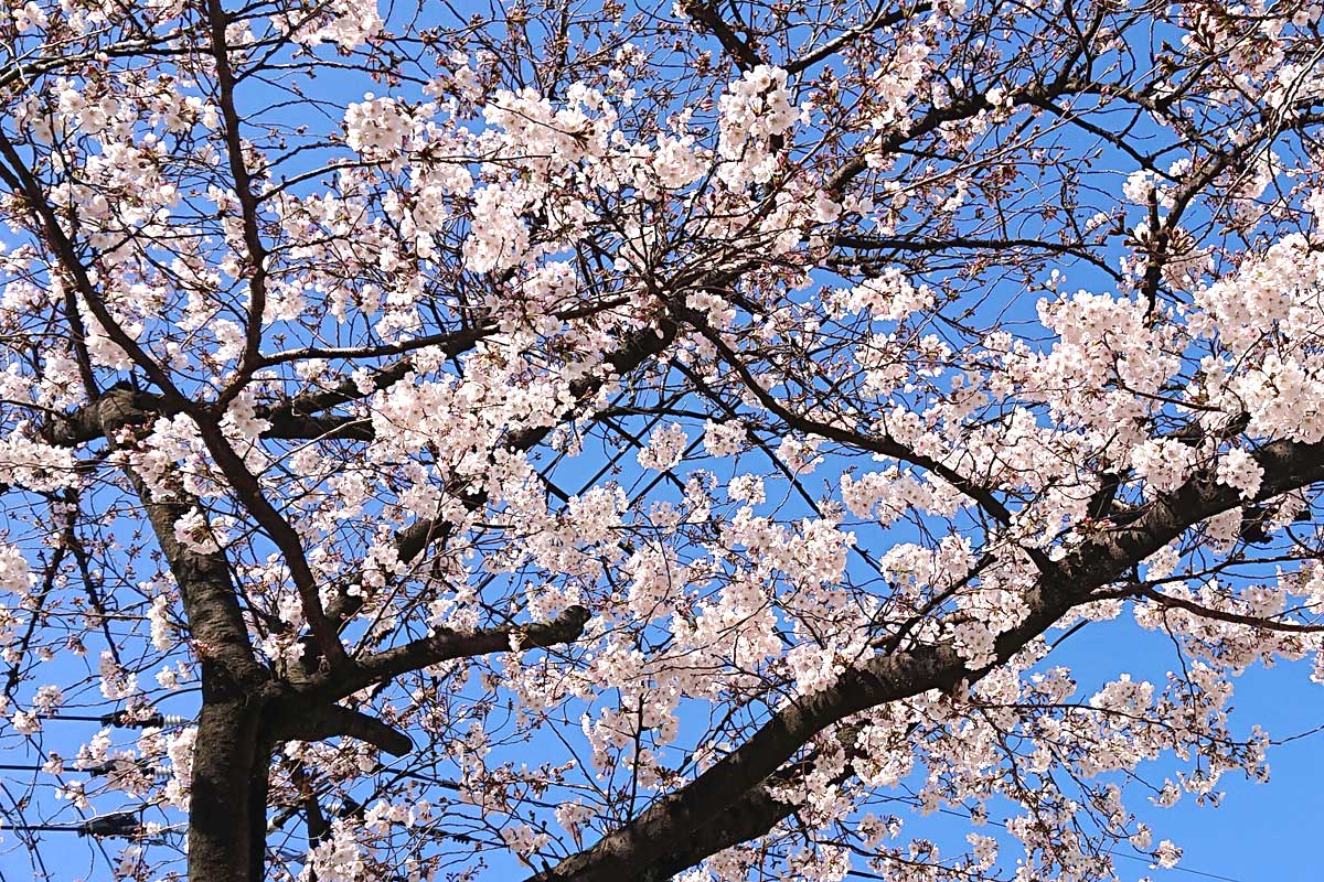 好きな桜でわかるメンタル疲れの癒し方（photo by Takayama 無断転載禁止）