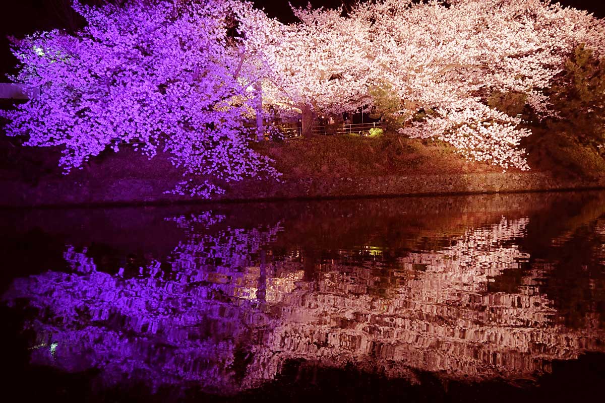 好きな桜でわかるメンタル疲れの癒し方（撮影地：福岡県舞鶴公園　photo by Takayama 無断転載禁止）