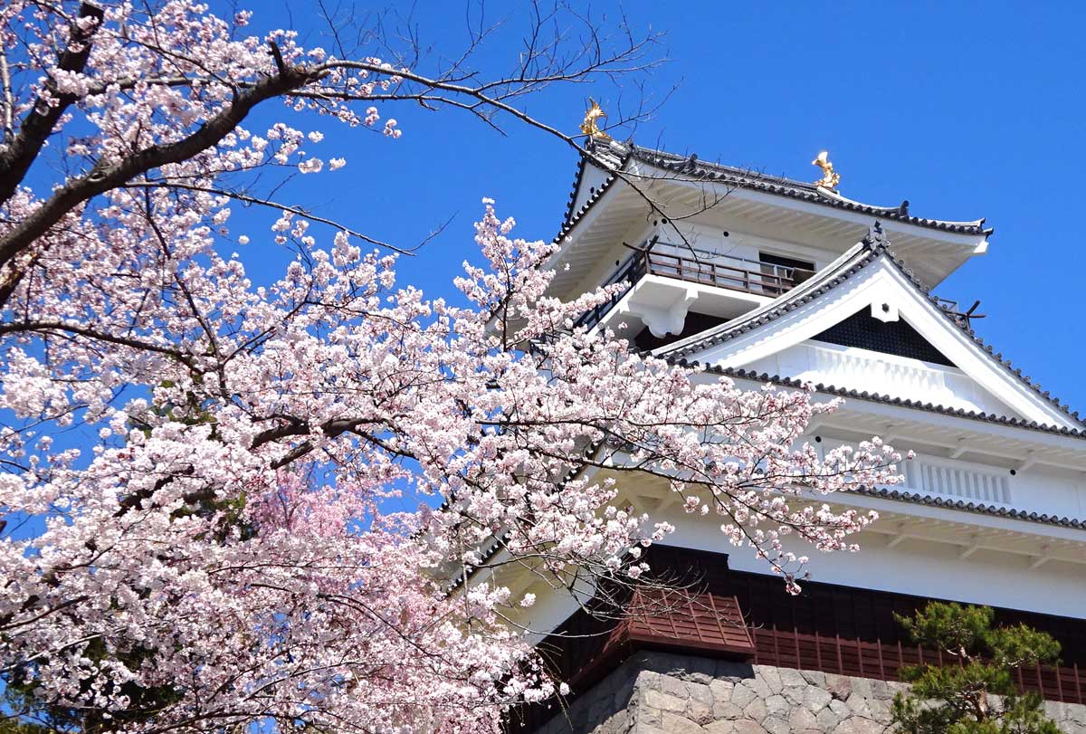 好きな桜でわかるメンタル疲れの癒し方（撮影地：山形県上山城　photo by Takayama 無断転載禁止）