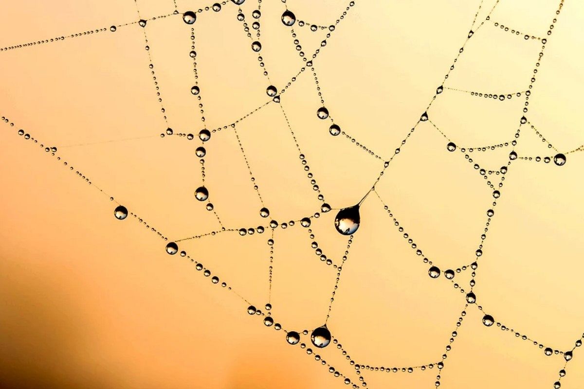 蜘蛛の糸の夢は何を暗示している？