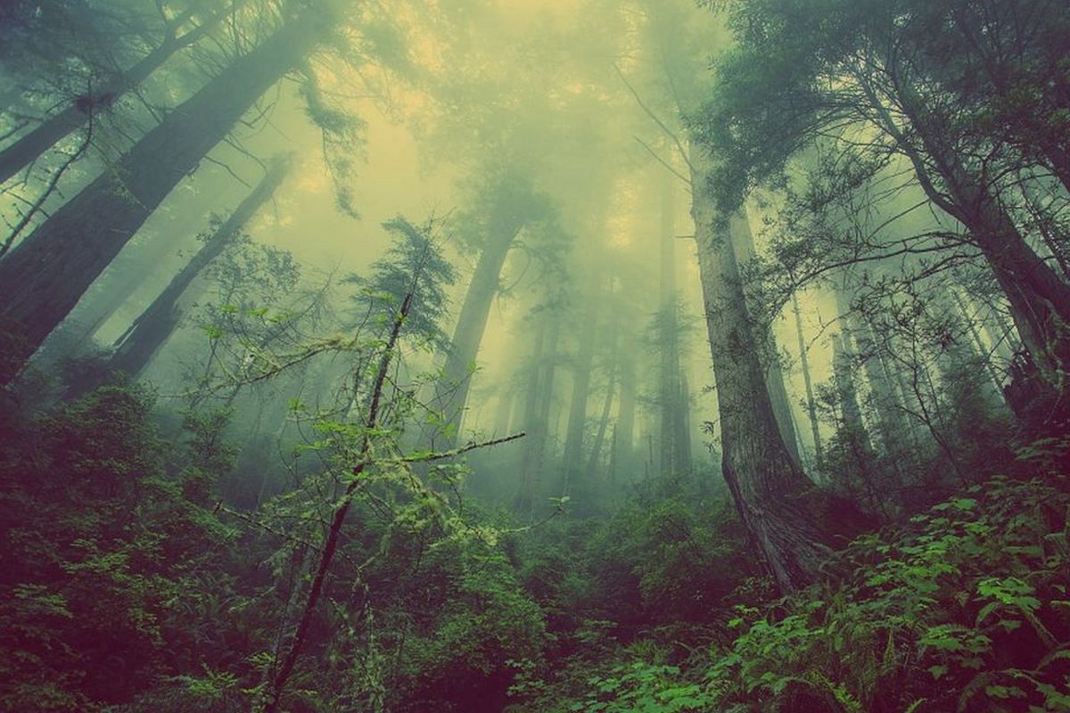 森の夢は何を暗示している？