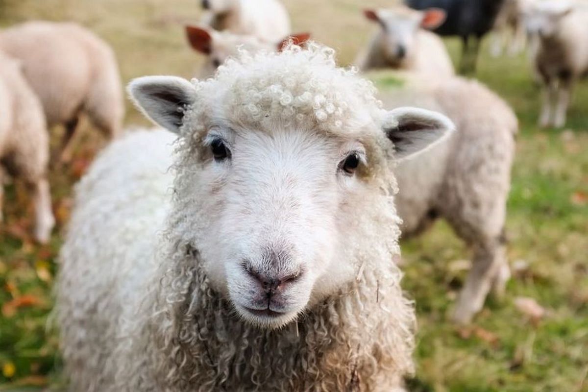 羊の夢は何を暗示している？