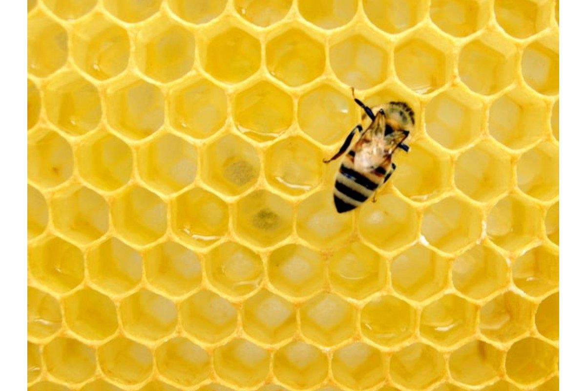 蜂の夢は何を暗示している？