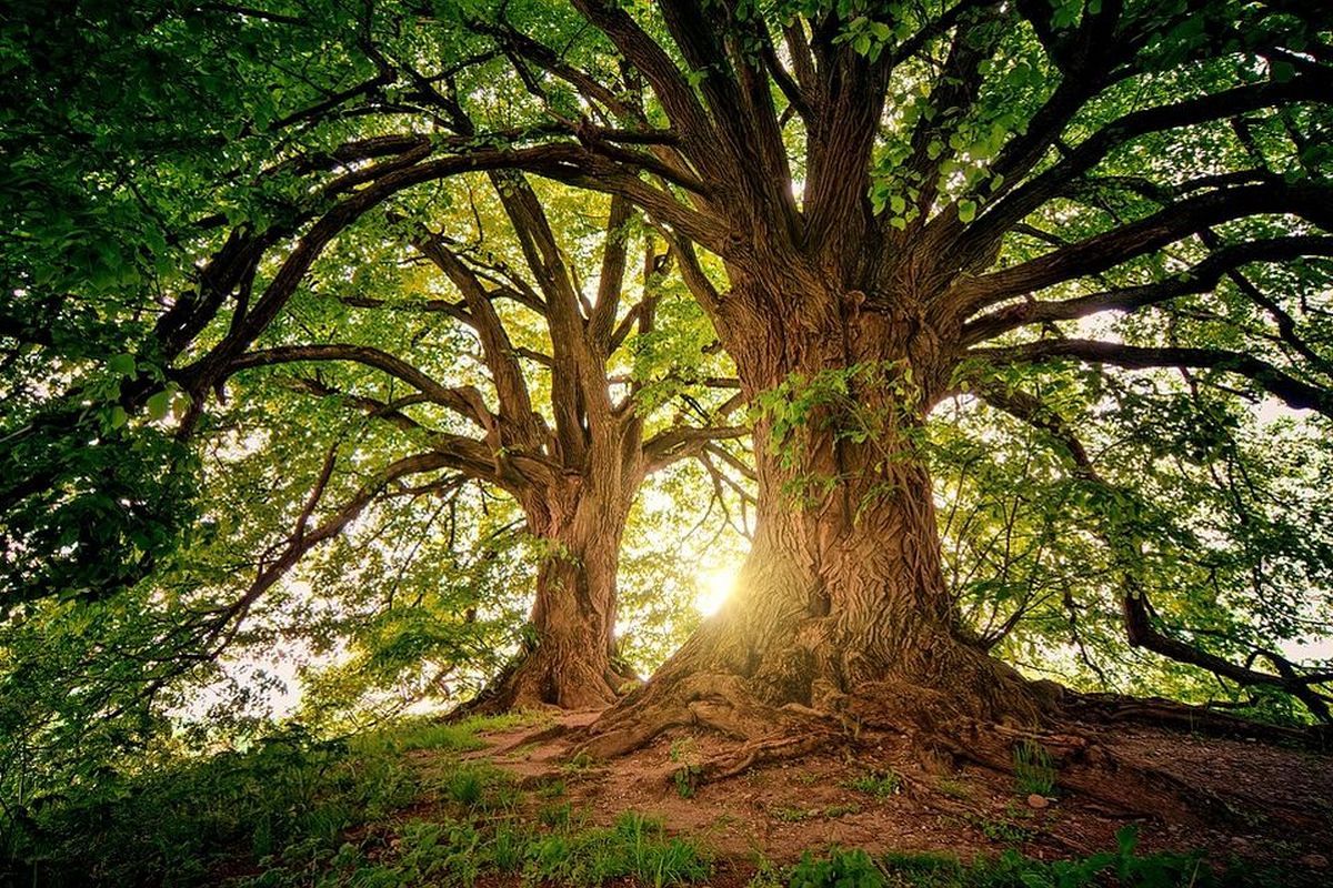 木の夢は何を意味している？