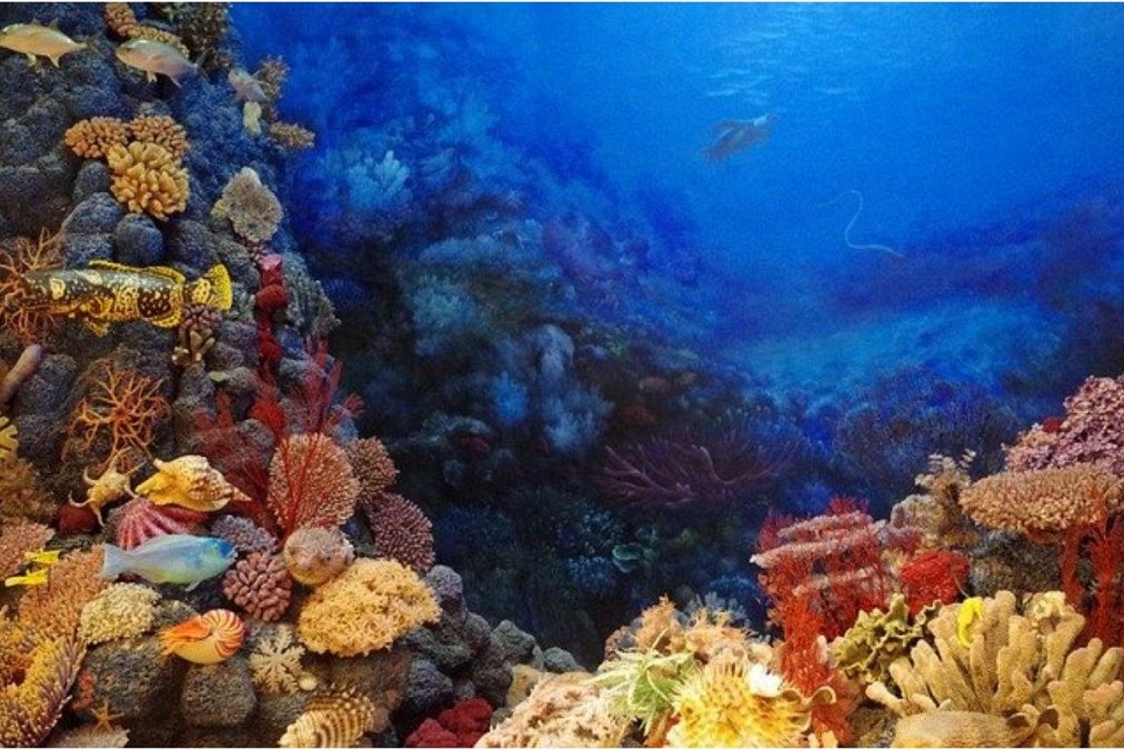 珊瑚の夢は何を暗示している？