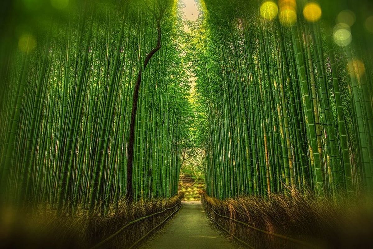 竹の夢は何を暗示している？