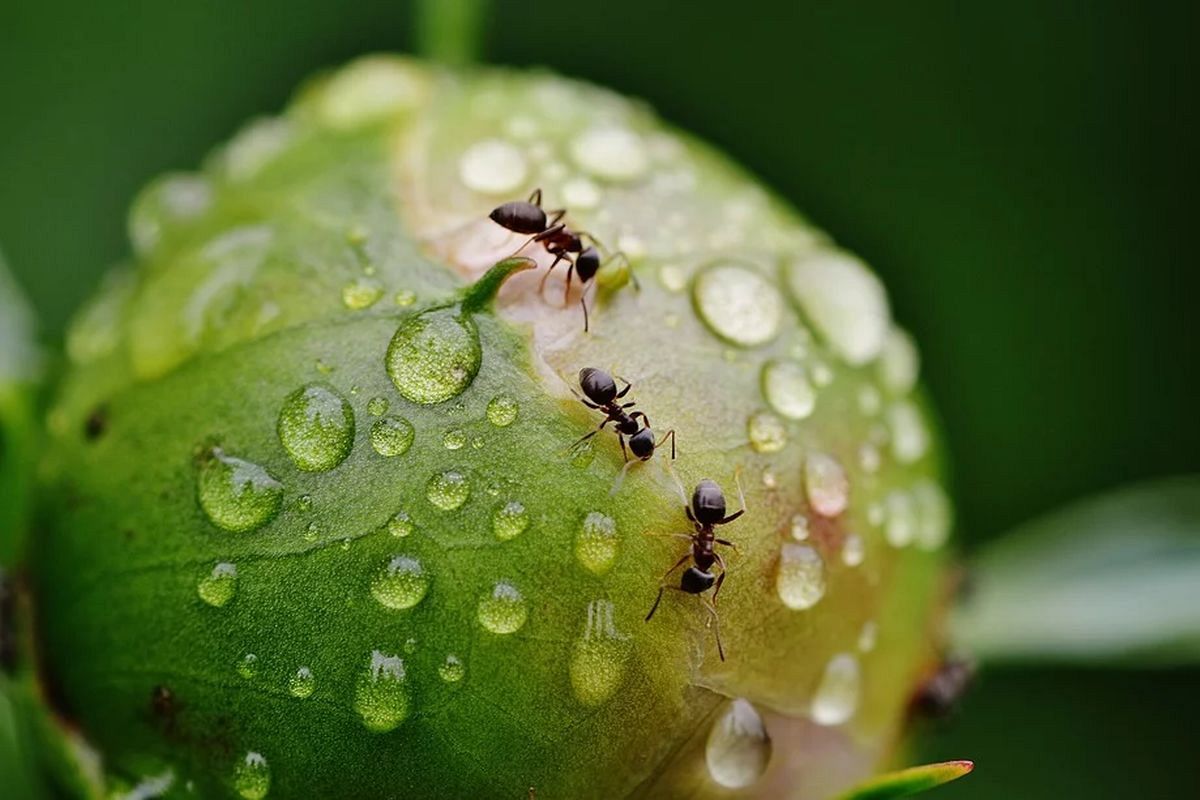 蟻の夢は何を暗示している？
