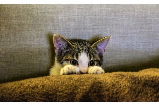 恋愛占い 今から知りたい恋愛占い この先３か月 好きな人との恋の進展状況は さちこい