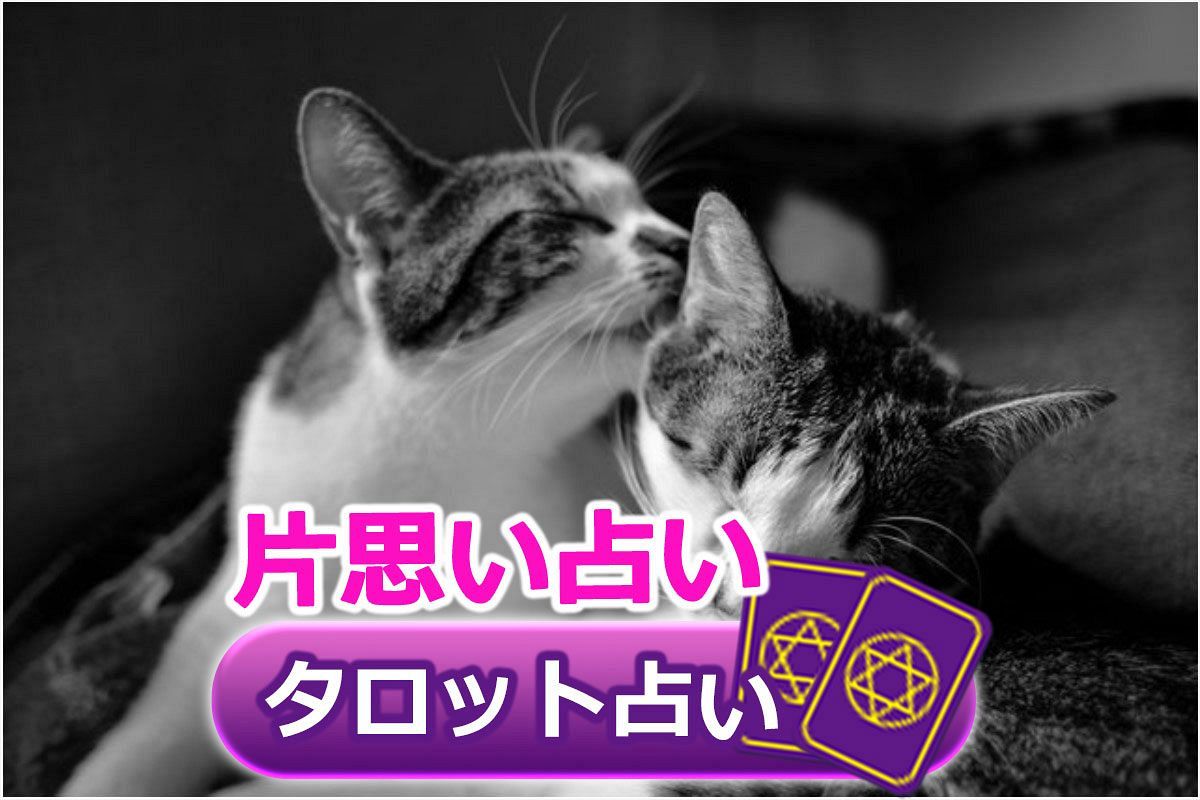 タロット占い 早い 無料 当たる たっぷり今日から1週間分 片思い占い さちこい タロット占い 早い 無料 当たる たっぷり今日から1週間分 片思い占い さちこい