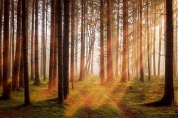 夢占い・夢診断│森林の夢は何を暗示している？