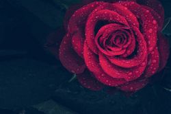 夢占い・夢診断│薔薇の夢は何を暗示している？