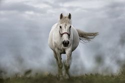 夢占い・夢診断│馬の夢は何を暗示している？