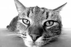 夢占い・夢診断│猫の夢は何を意味している？