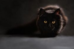 夢占い・夢診断│黒猫の夢は何を意味している？