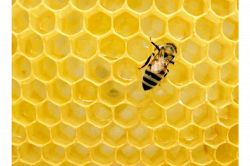 夢占い・夢診断│蜂の夢は何を暗示している？
