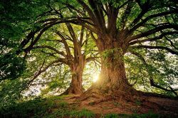 夢占い・夢診断│木の夢は何を意味している？