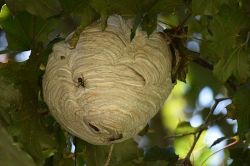 夢占い・夢診断│蜂の巣の夢は何を暗示している？