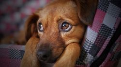 夢占い・夢診断│愛犬の夢は何を意味している？